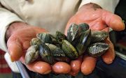 b_180_160_16777215_00_images_wp-import_vongole.jpg